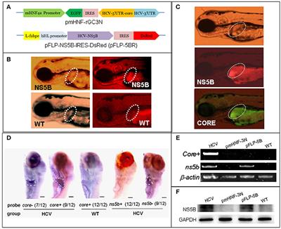 Opposite Effects of Two Human ATG10 Isoforms on Replication of a HCV Sub-genomic Replicon Are Mediated via Regulating Autophagy Flux in Zebrafish